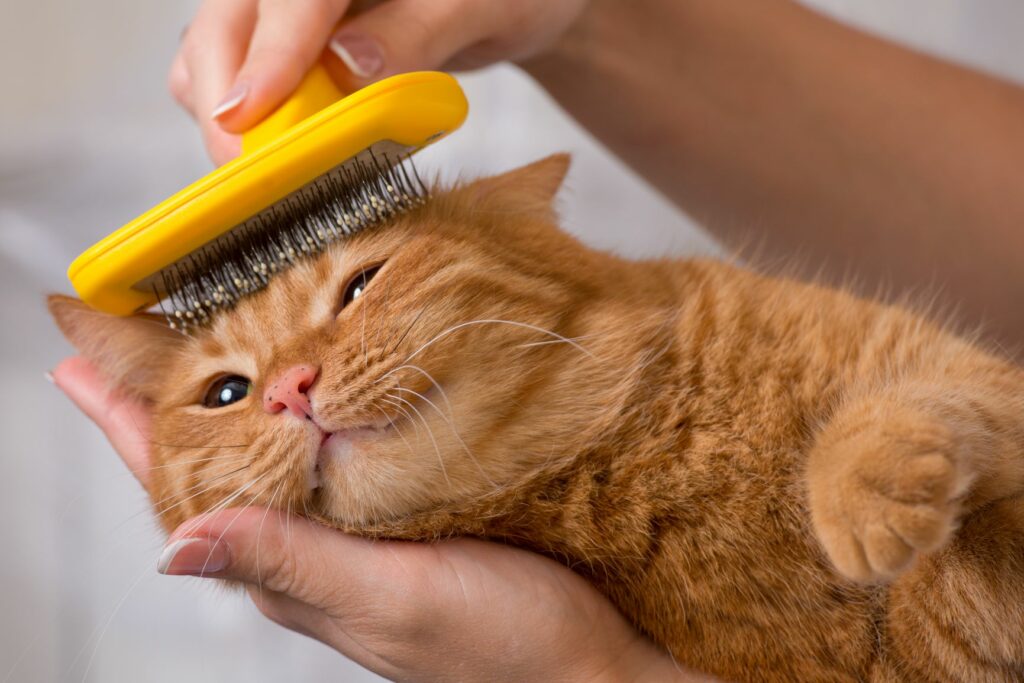 the cat's fur is combed