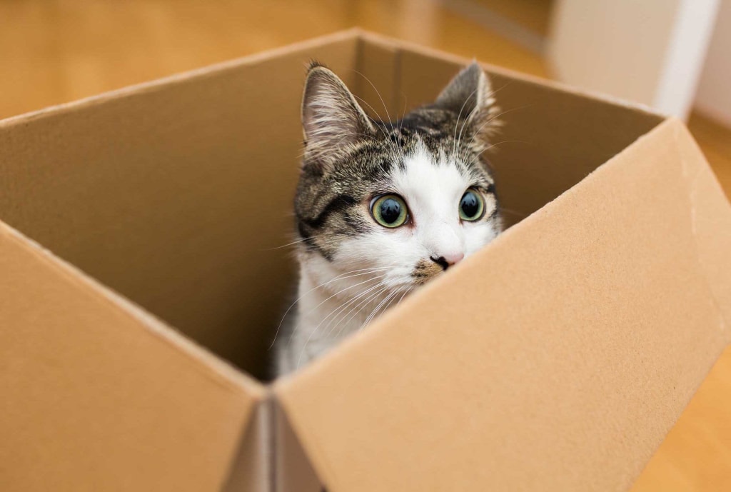 cat is sitting in a box